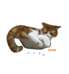 ねこ 仲良し（個別スタンプ：2）