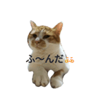 ねこ 仲良し（個別スタンプ：3）