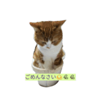 ねこ 仲良し（個別スタンプ：4）