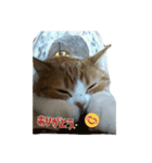 ねこ 仲良し（個別スタンプ：5）