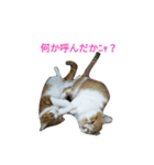 ねこ 仲良し（個別スタンプ：6）