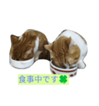 ねこ 仲良し（個別スタンプ：7）