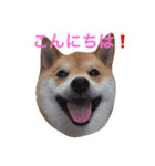 JapaneseSHIBA（個別スタンプ：1）