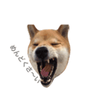 JapaneseSHIBA（個別スタンプ：2）