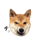 JapaneseSHIBA（個別スタンプ：3）