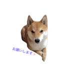 JapaneseSHIBA（個別スタンプ：4）