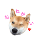 JapaneseSHIBA（個別スタンプ：5）