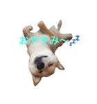 JapaneseSHIBA（個別スタンプ：6）