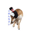 JapaneseSHIBA（個別スタンプ：7）