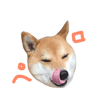 JapaneseSHIBA（個別スタンプ：8）