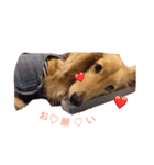 短足部♡ミニチュアダックス（個別スタンプ：9）