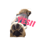 短足部♡ミニチュアダックス（個別スタンプ：13）