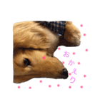 短足部♡ミニチュアダックス（個別スタンプ：17）