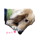 短足部♡ミニチュアダックス（個別スタンプ：21）