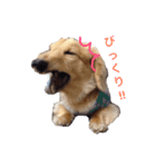 短足部♡ミニチュアダックス（個別スタンプ：28）