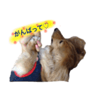 短足部♡ミニチュアダックス（個別スタンプ：39）
