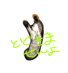 ネコ語録（個別スタンプ：3）