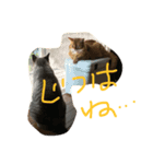 ネコ語録（個別スタンプ：4）
