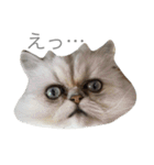 ペコと一緒（個別スタンプ：1）