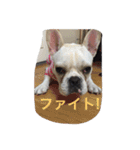 フレブルのつぶやき（個別スタンプ：8）
