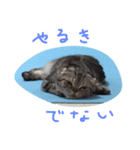 I am Coron.（個別スタンプ：3）