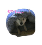 ぺろさん（個別スタンプ：1）