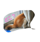 ぺろさん（個別スタンプ：4）