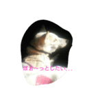 ぺろさん（個別スタンプ：6）