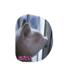ぺろさん（個別スタンプ：7）