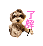 ミニチュアシュナウザー 琴音（個別スタンプ：1）