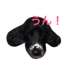 ぷぅちゃんスタンプ！（個別スタンプ：1）