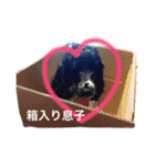 ぷぅちゃんスタンプ！（個別スタンプ：40）