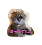 ララ好き（個別スタンプ：3）