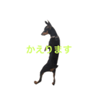 CUTE Miniature Pinscher kiki（個別スタンプ：6）