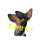 CUTE Miniature Pinscher kiki（個別スタンプ：7）