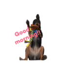 CUTE Miniature Pinscher kiki（個別スタンプ：8）