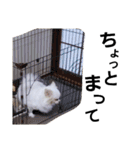 モフモフの日常（個別スタンプ：8）