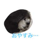 パグの華ちゃん（個別スタンプ：4）
