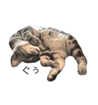 キング猫チャーリー（個別スタンプ：1）