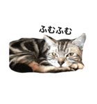 キング猫チャーリー（個別スタンプ：2）