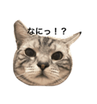 キング猫チャーリー（個別スタンプ：3）