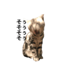 キング猫チャーリー（個別スタンプ：5）