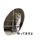 キング猫チャーリー（個別スタンプ：6）