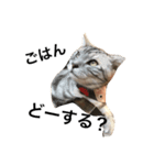 キング猫チャーリー（個別スタンプ：7）