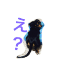 チワワ×ダックス＝チワックスの日常☆（個別スタンプ：9）