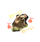 チワワ×ダックス＝チワックスの日常☆（個別スタンプ：10）
