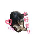 チワワ×ダックス＝チワックスの日常☆（個別スタンプ：12）