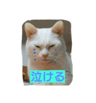 nekotomo（個別スタンプ：4）
