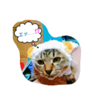 nekotomo（個別スタンプ：5）