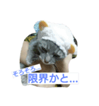 nekotomo（個別スタンプ：7）